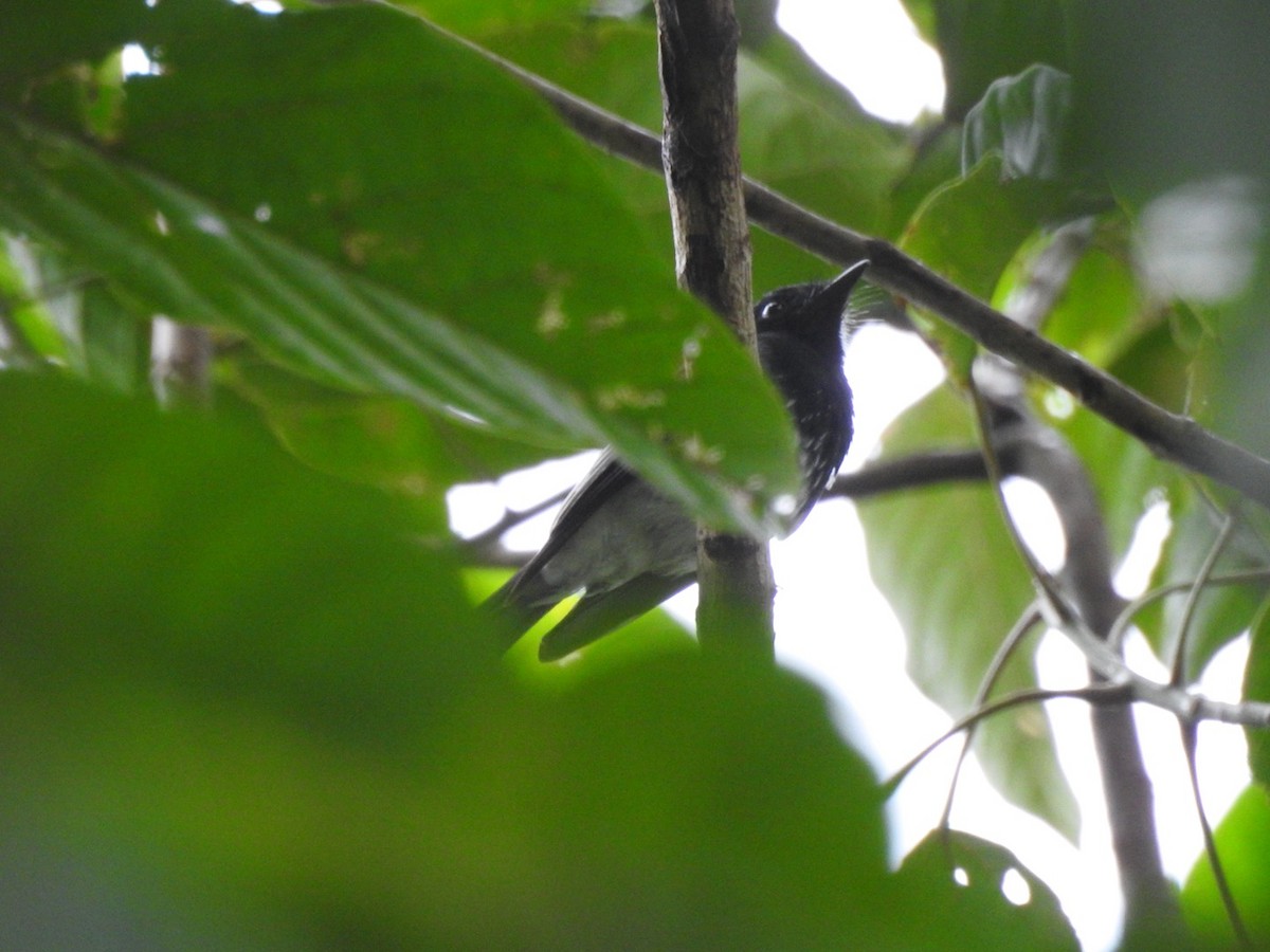 White-winged Fantail - ML166370851