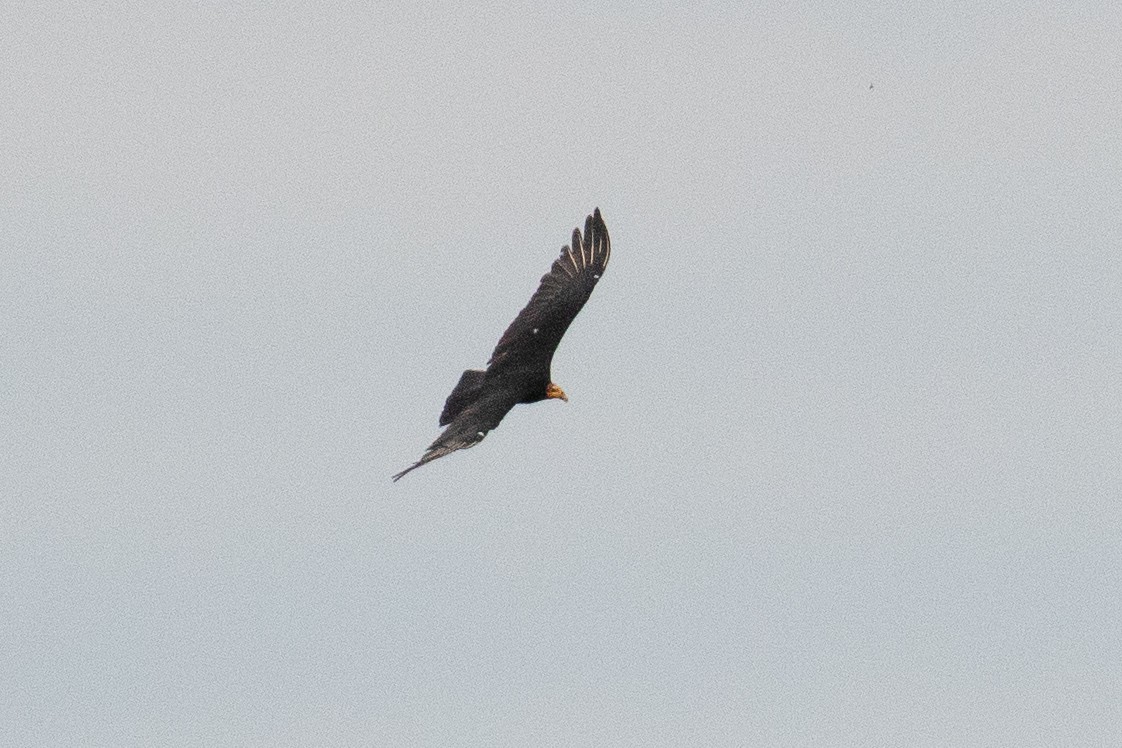 Greater Yellow-headed Vulture - ML166371521