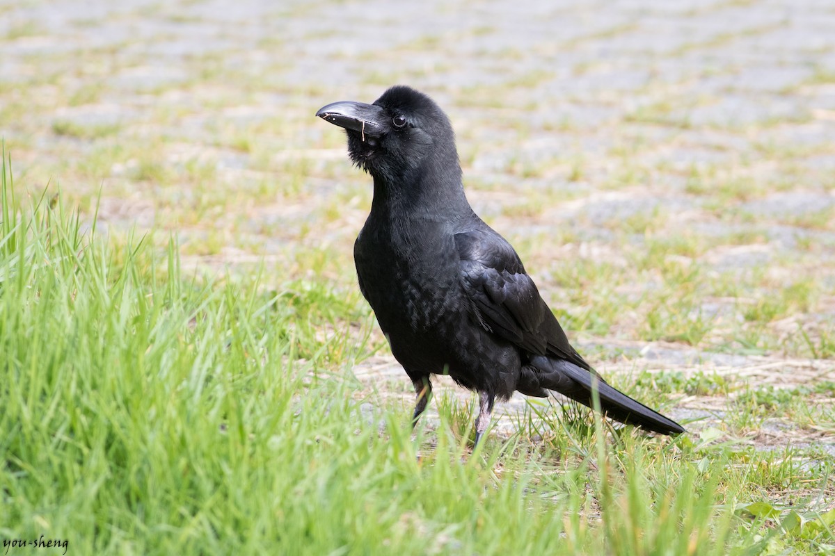 Large-billed Crow - You-Sheng Lin