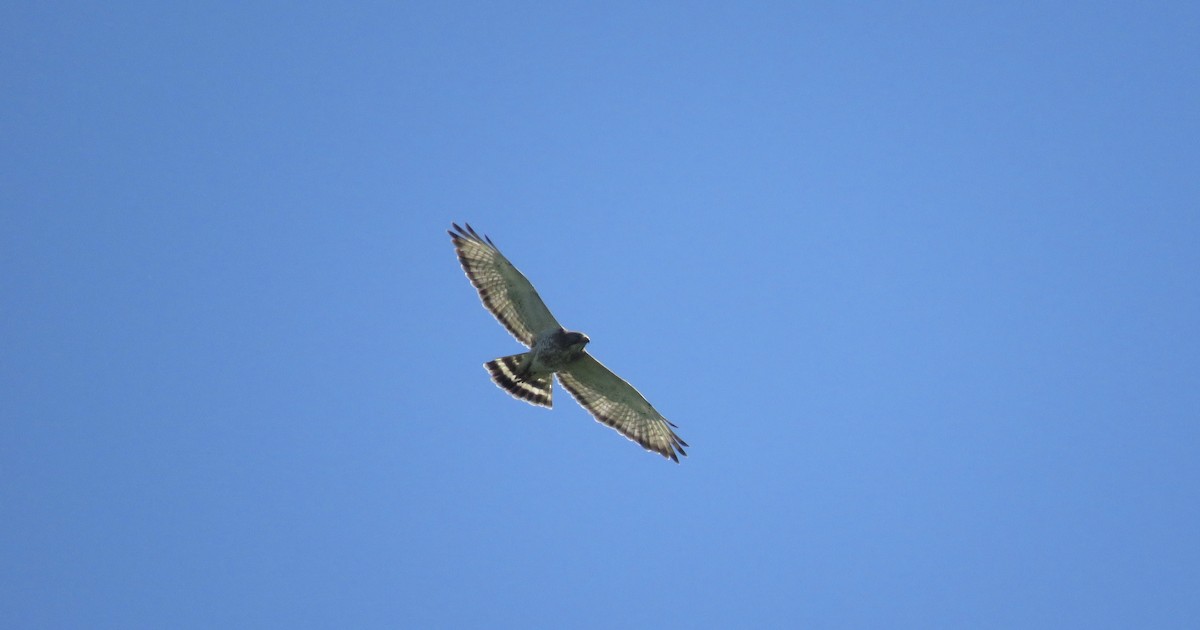 Broad-winged Hawk - Cole DiFabio