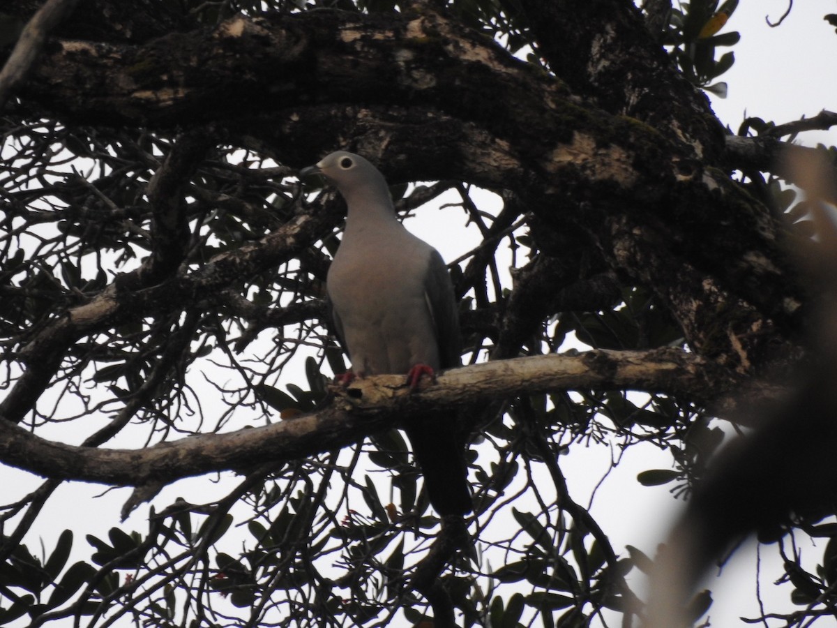 Island Imperial-Pigeon - ML166375771