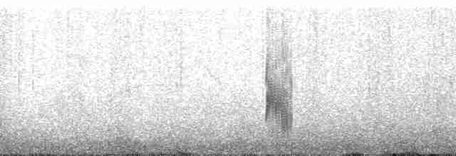 Kaşık Gagalı Kumkuşu - ML166377