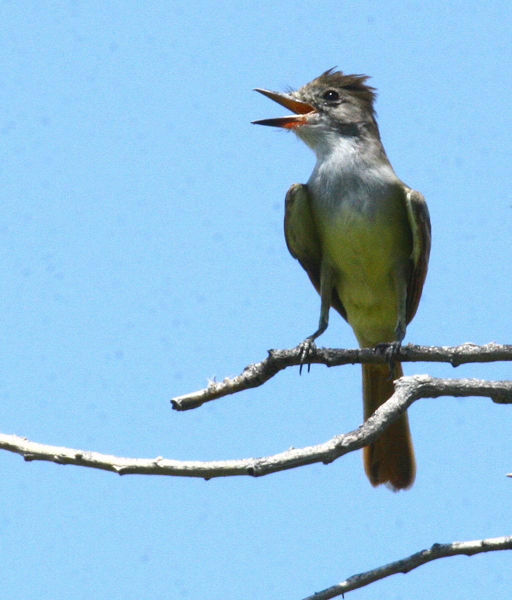 Brown-crested Flycatcher - Carolyn Ohl, cc