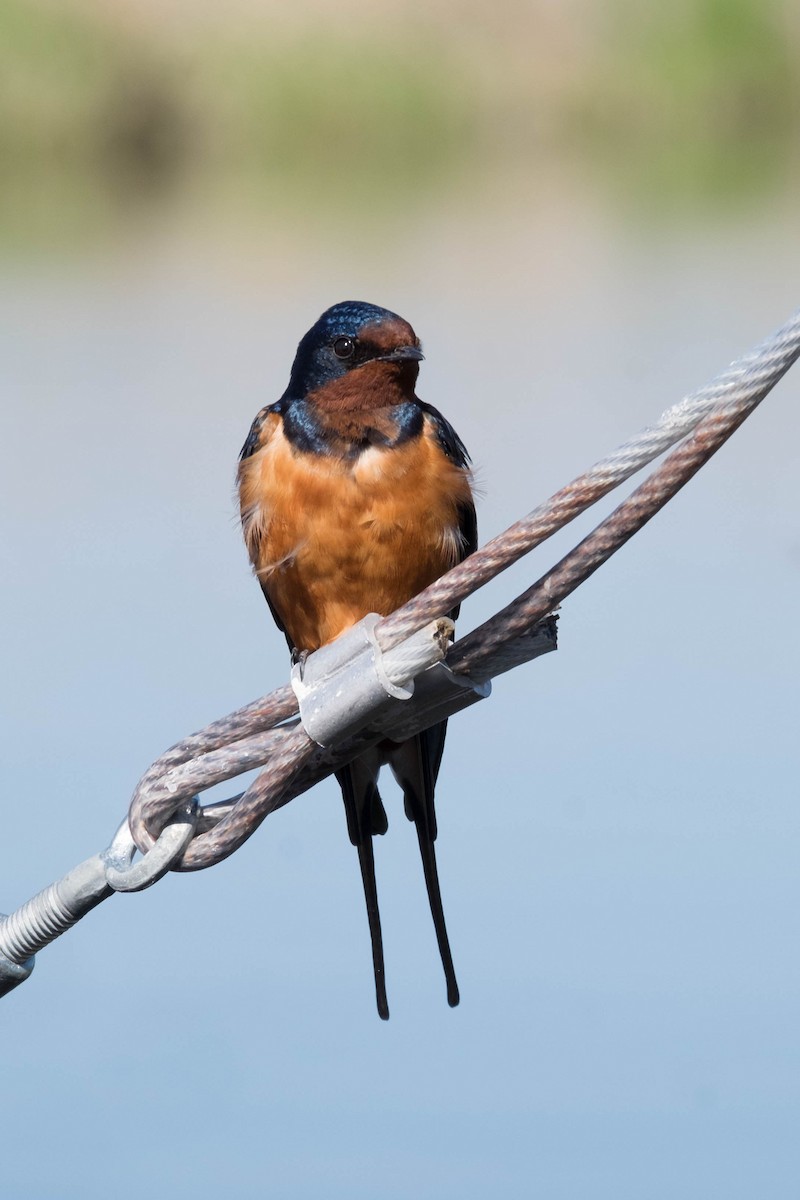 Barn Swallow (Tytler's) - ML166381251