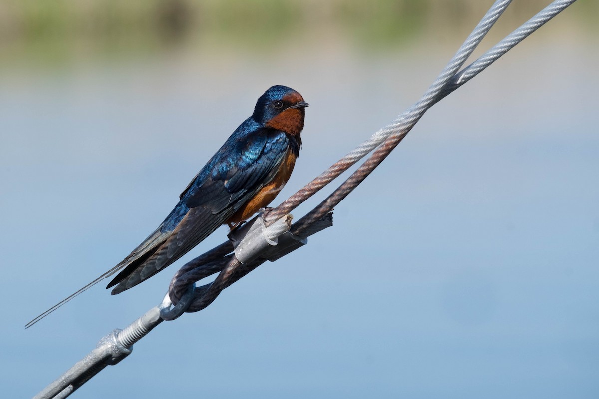 Barn Swallow (Tytler's) - ML166381271