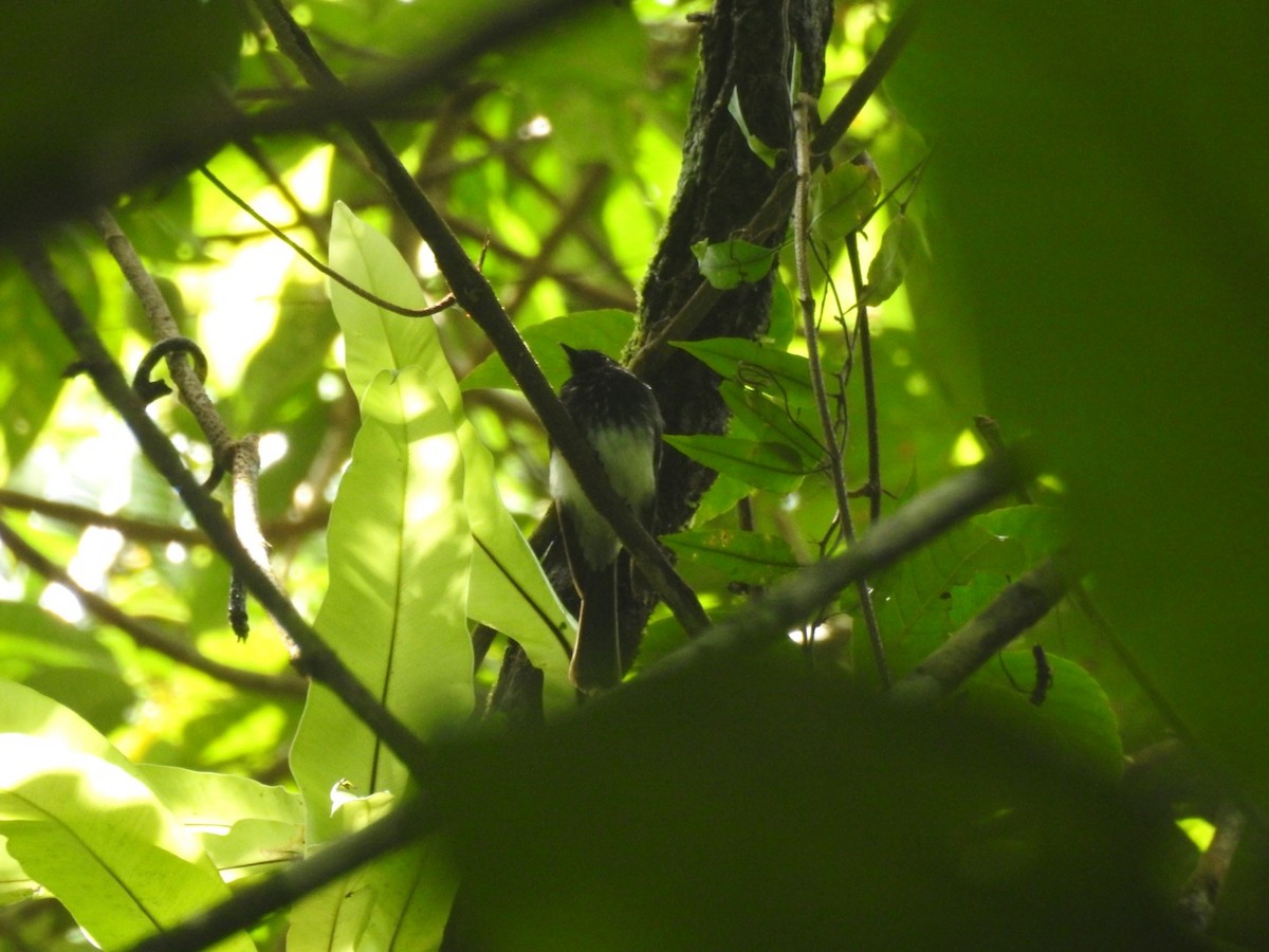 White-winged Fantail - ML166381901