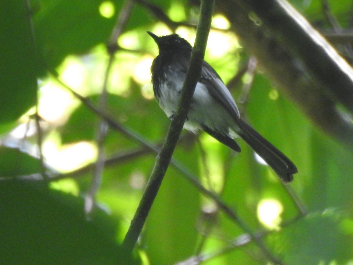 White-winged Fantail - ML166381921