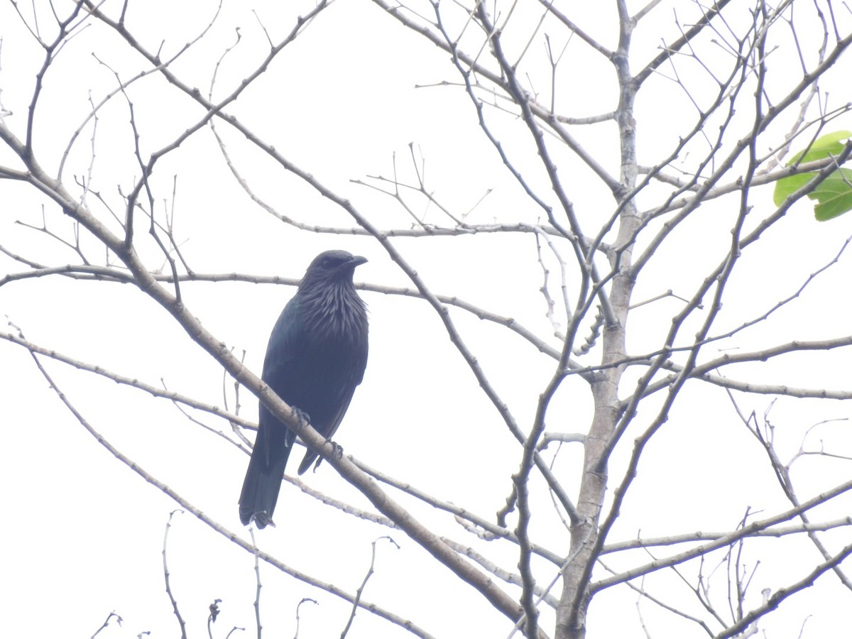 Brown-winged Starling - ML166382001