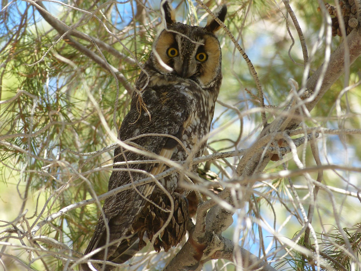 Long-eared Owl - ML166382341