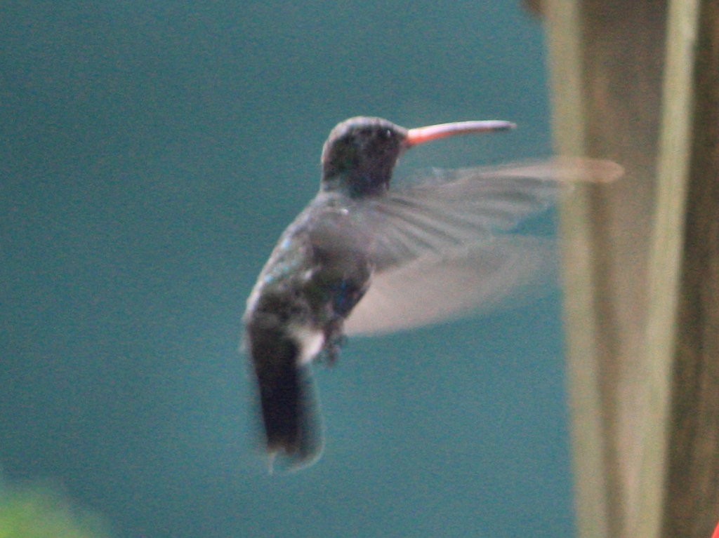 Broad-billed Hummingbird - ML166383561