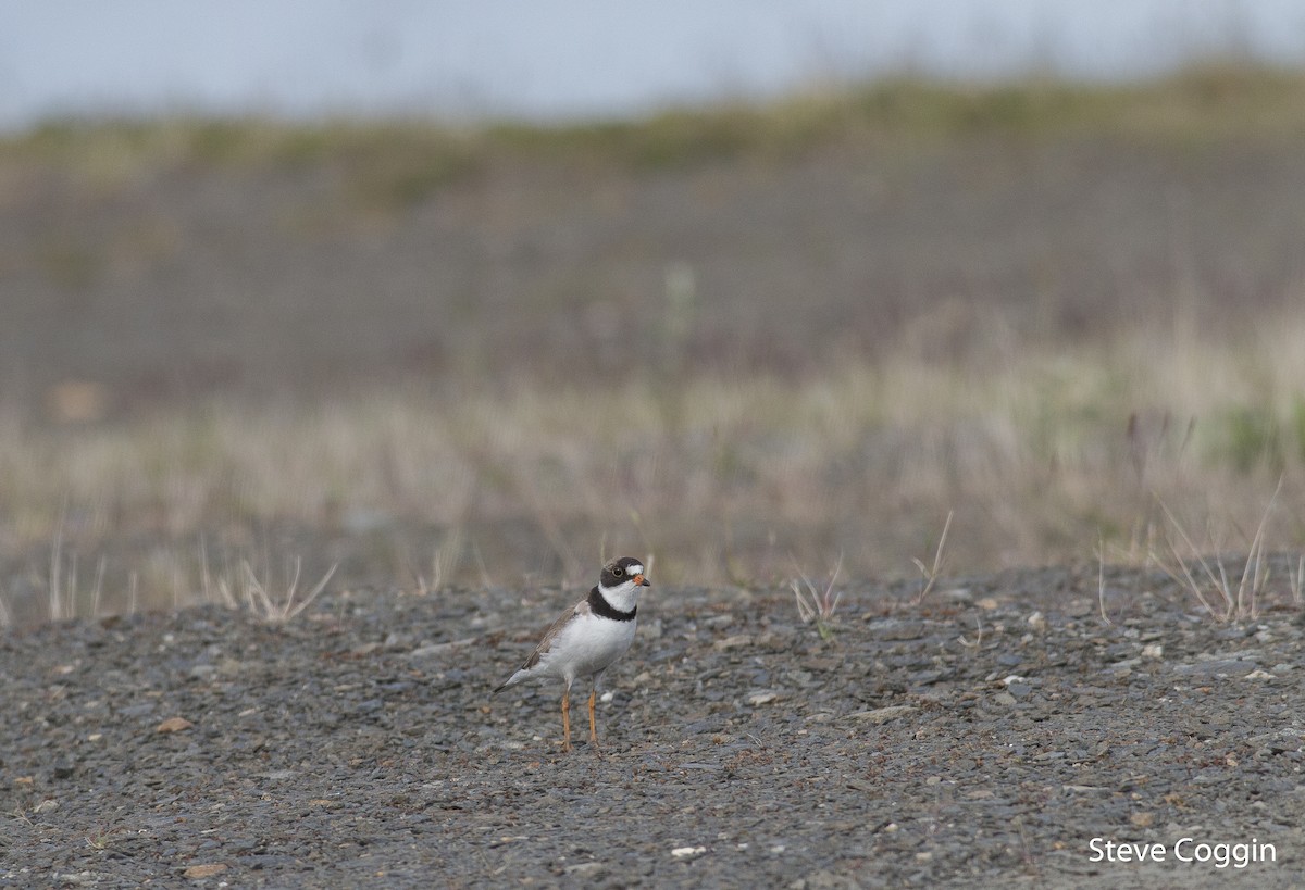 Semipalmated Plover - ML166384391