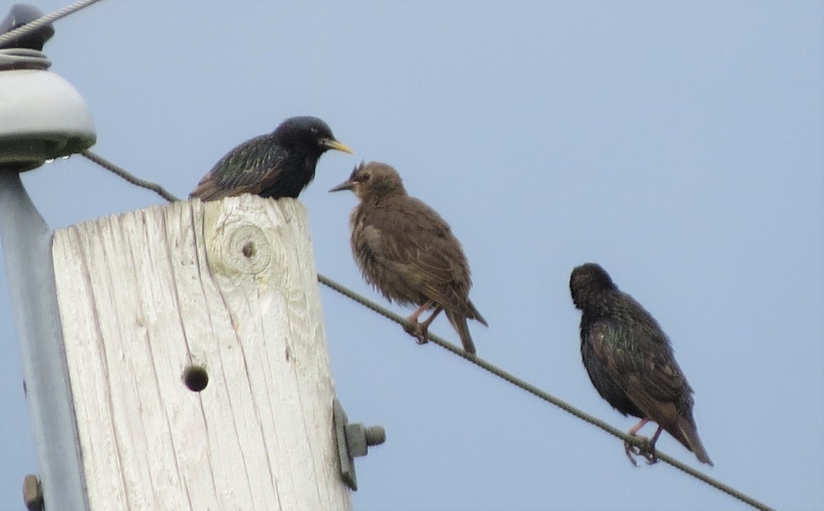 European Starling - Jerry Smith