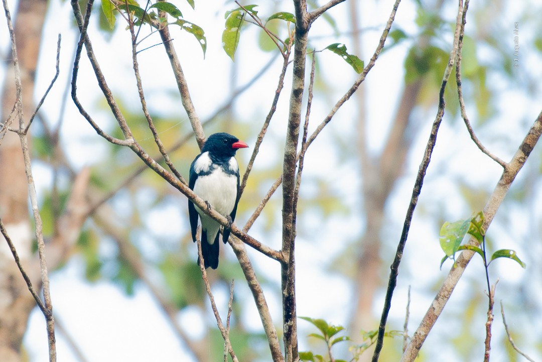 Red-billed Pied Tanager - Augusto Alves