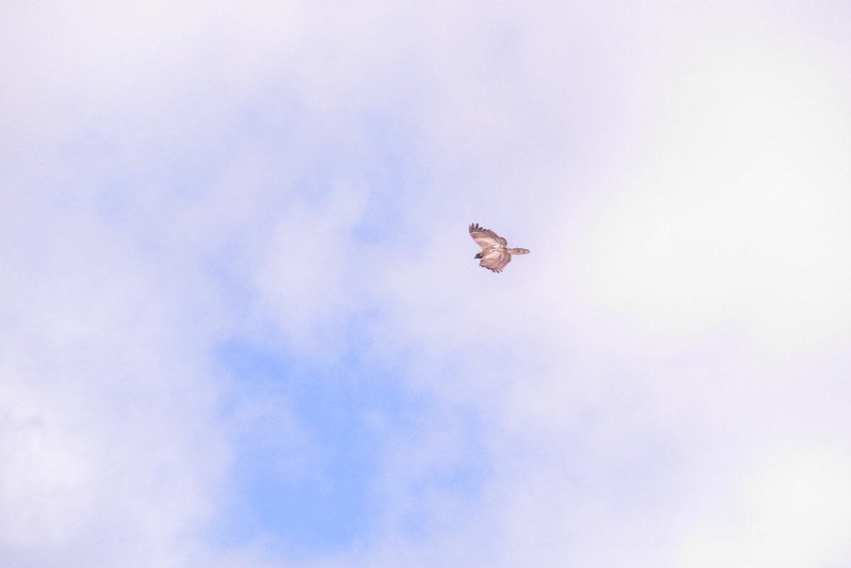 Madagascar Cuckoo-Hawk - ML166385741