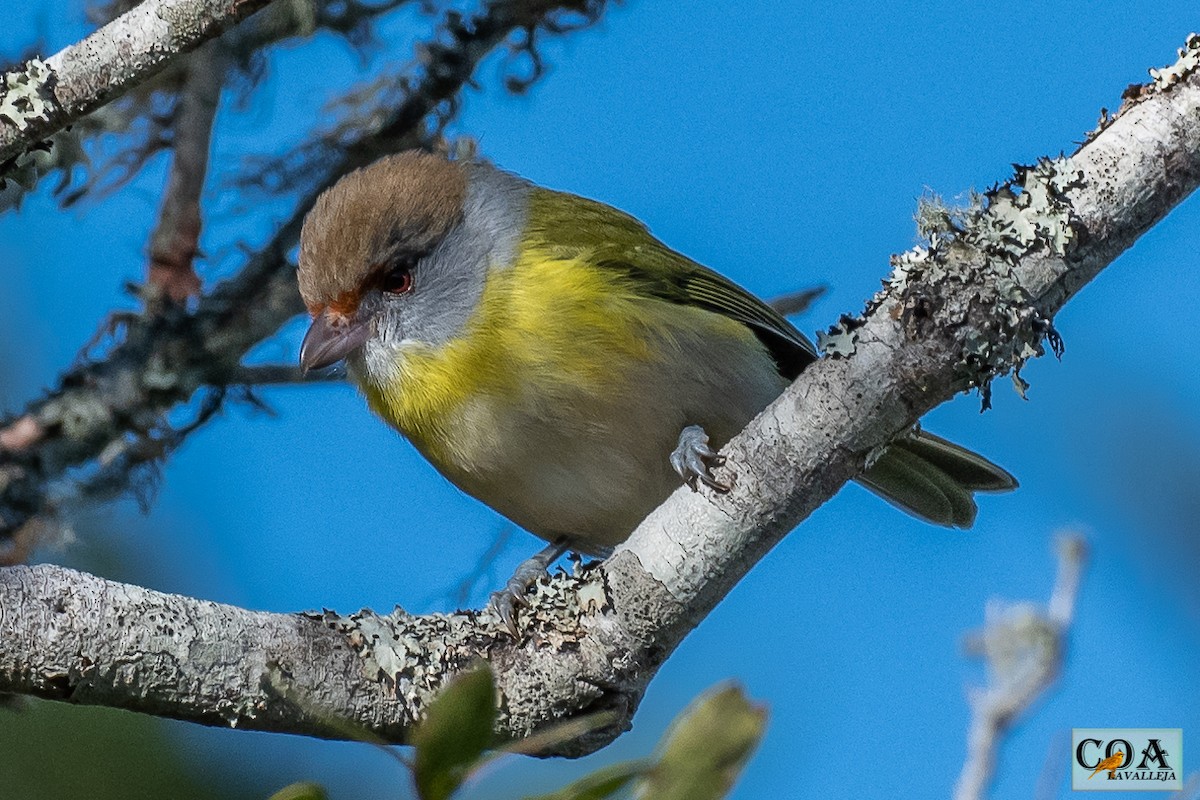 Rufous-browed Peppershrike - Amed Hernández