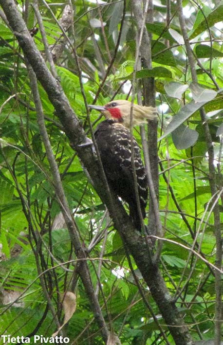 Blond-crested Woodpecker - ML166395211