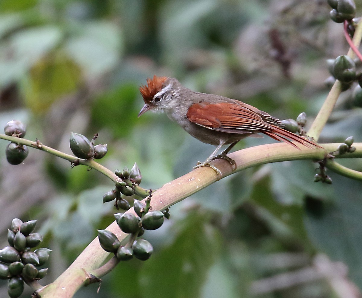 Line-cheeked Spinetail (Baron's) - ML166396021