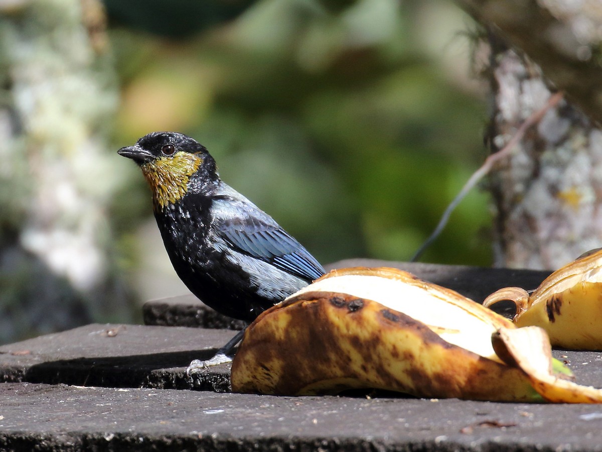 Silvery Tanager - ML166396961