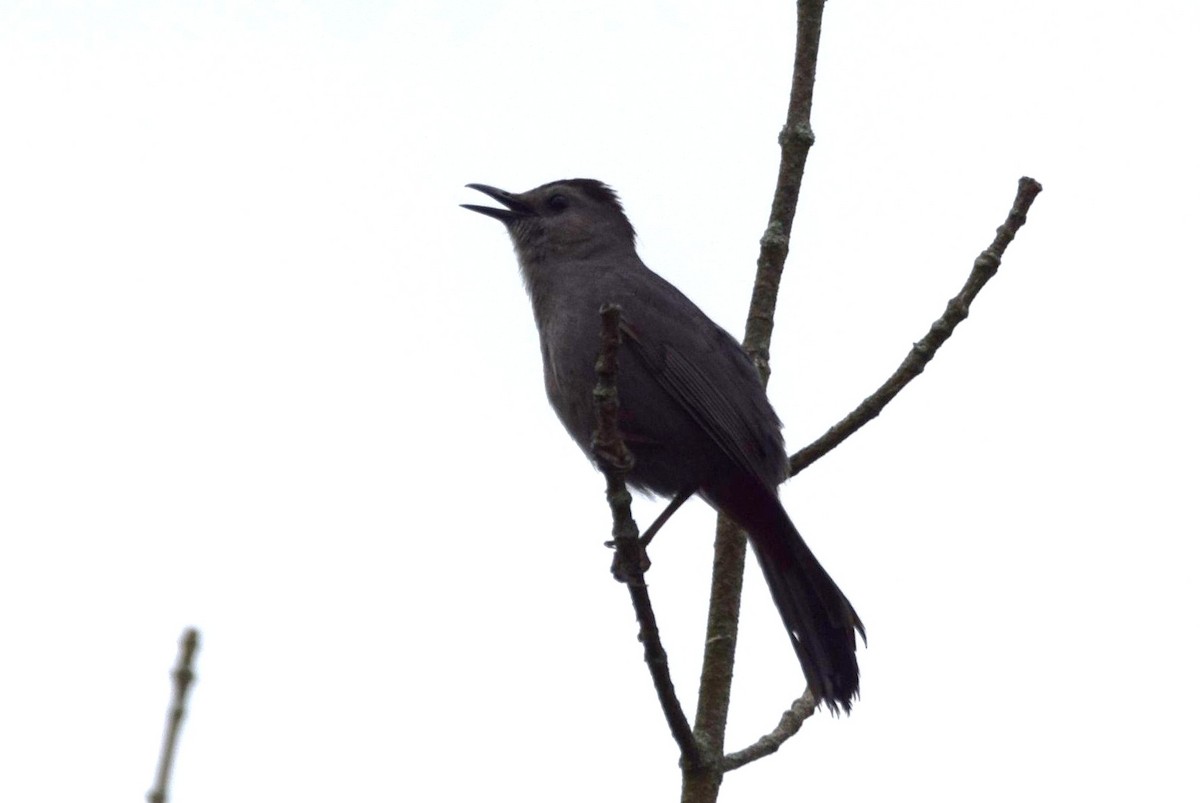 Gray Catbird - irina shulgina