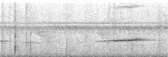 Белокрылая веерохвостка - ML166400021