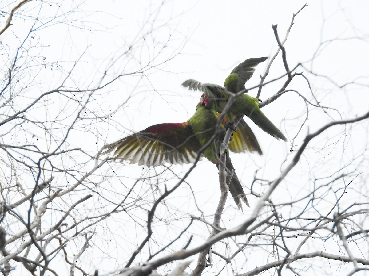 Red-masked Parakeet - Tim Burr