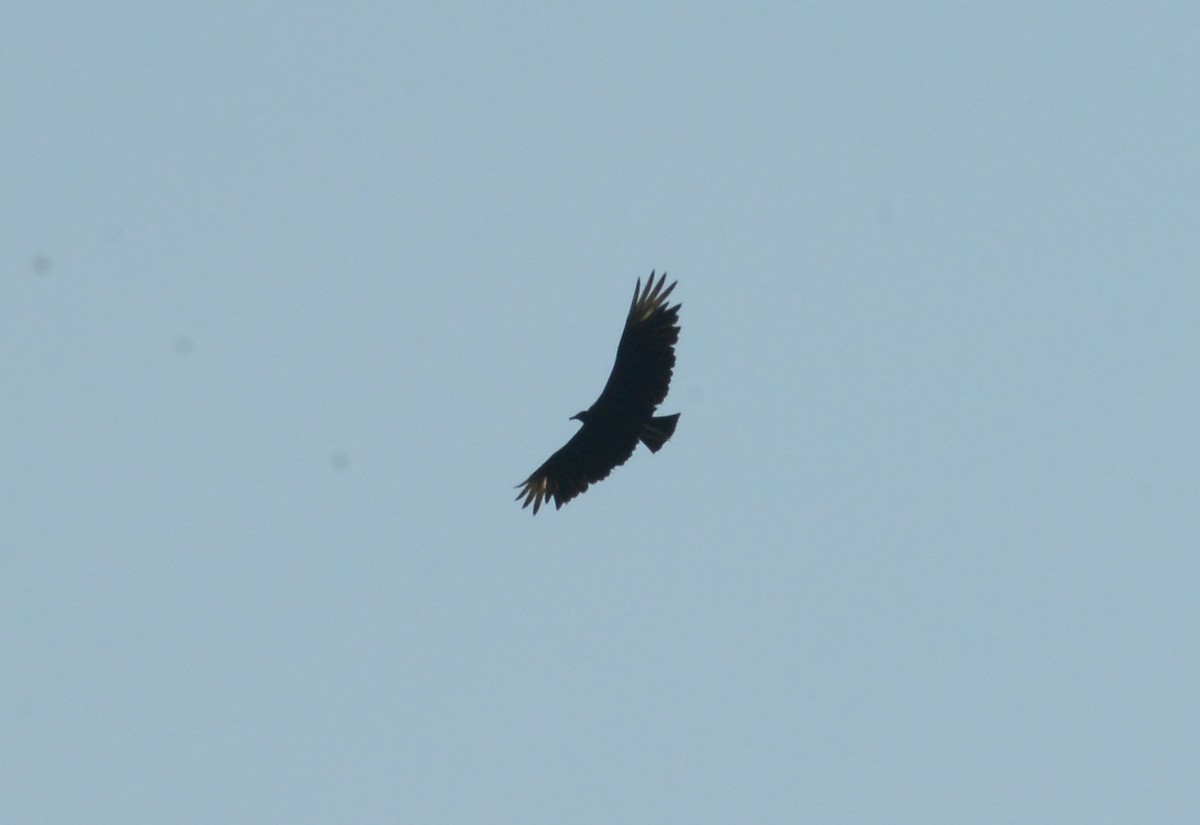 Black Vulture - Bill Telfair