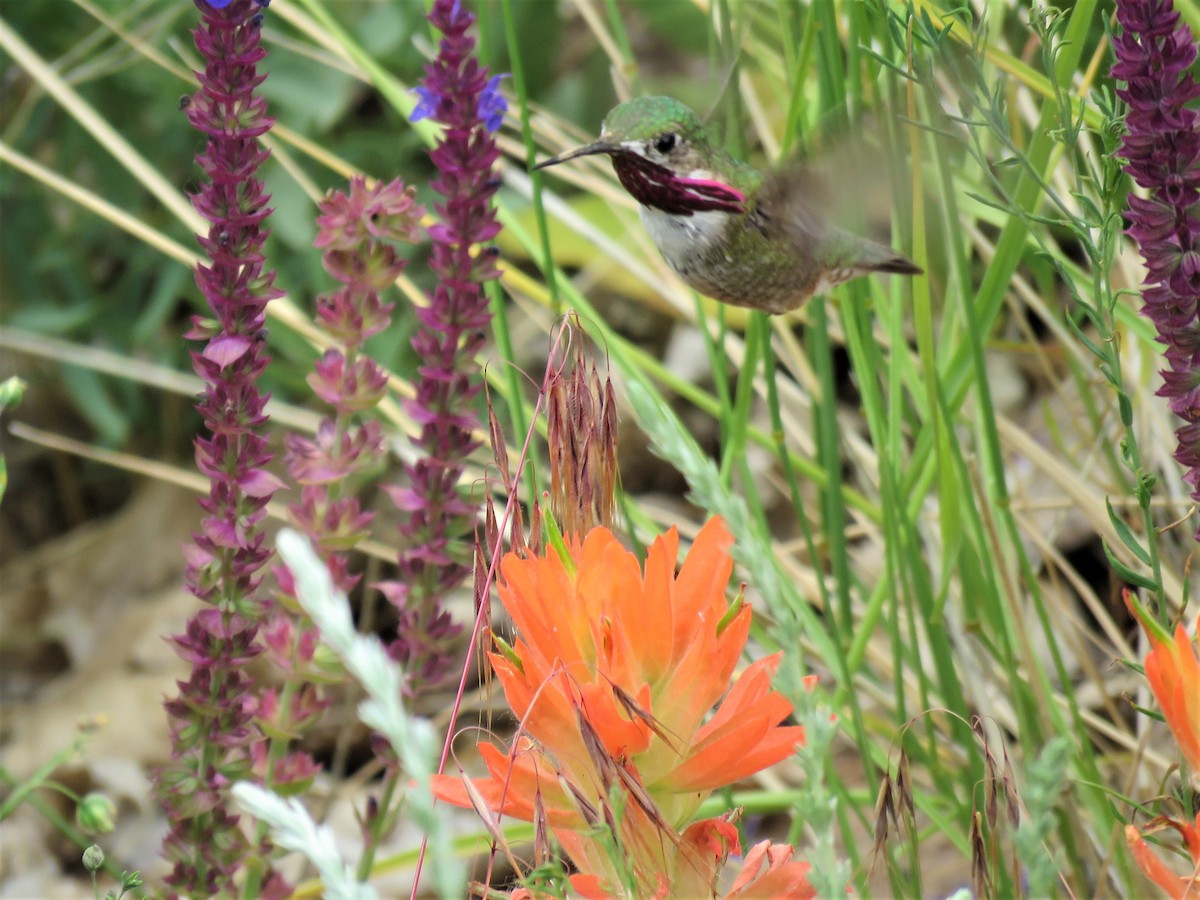 Calliope Hummingbird - Bob Hargis