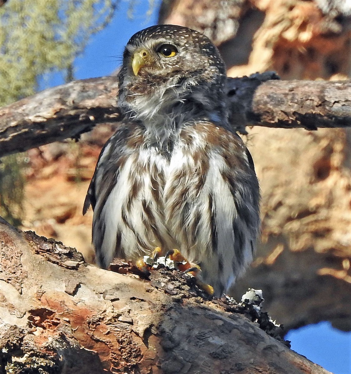 Ferruginous Pygmy-Owl - Hugo Hulsberg