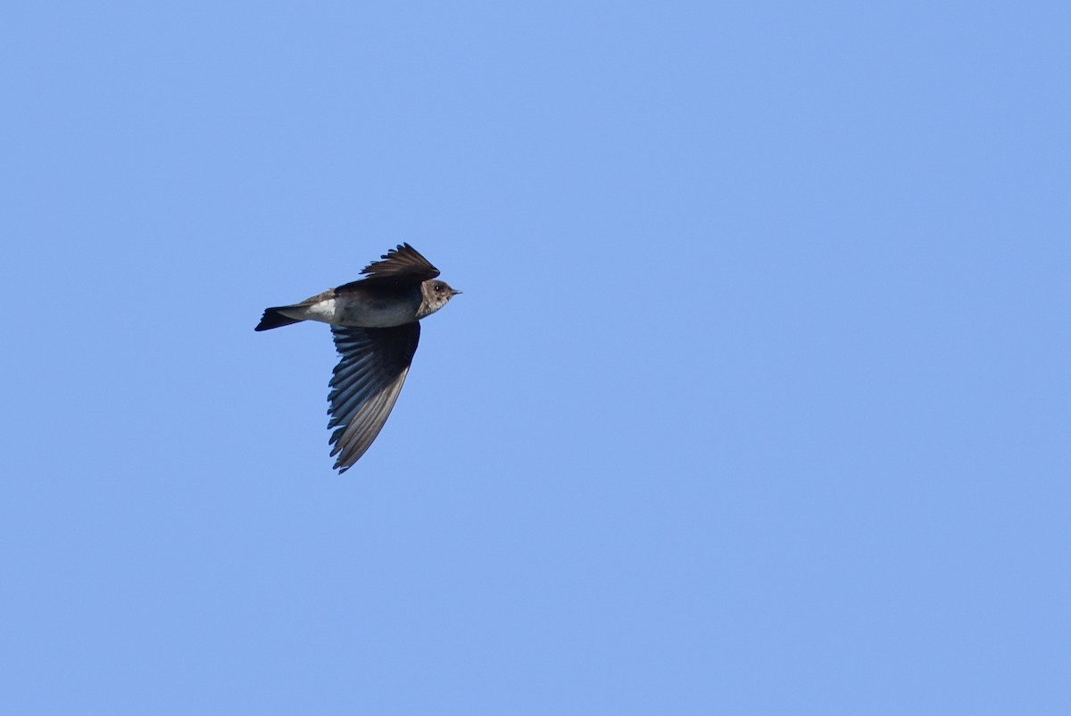 Northern Rough-winged Swallow - ML166415451