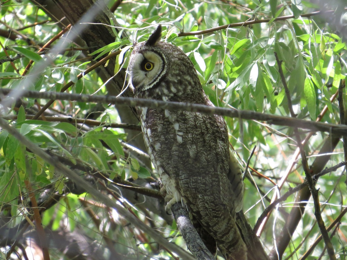 Long-eared Owl - Vickie Buck