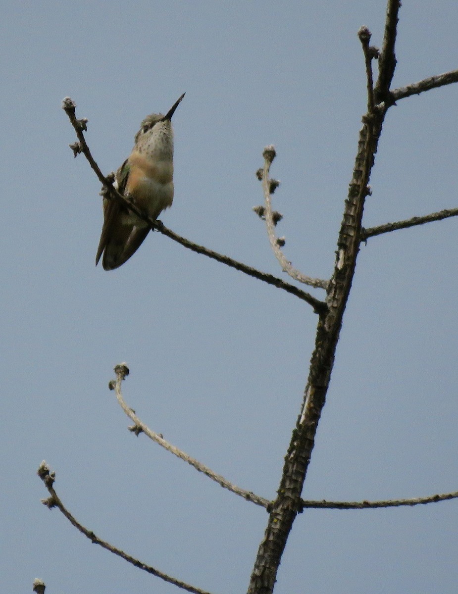 Calliope Hummingbird - ML166424201
