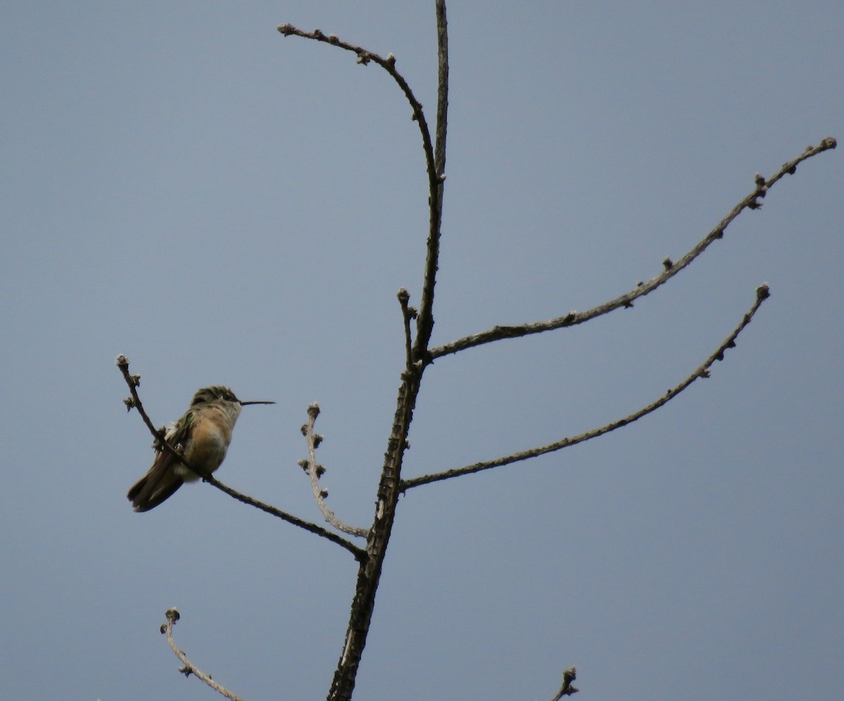Calliope Hummingbird - ML166424251