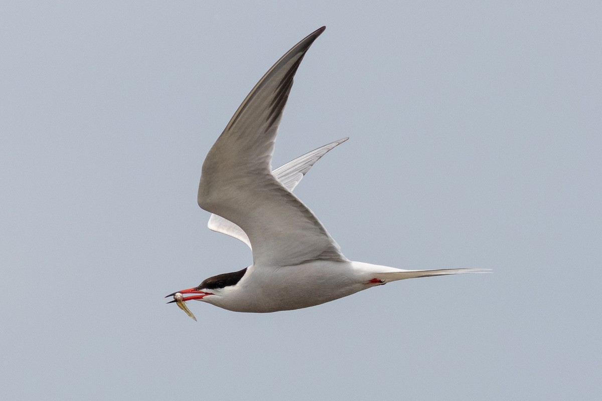 Common Tern - Eric Zawatski