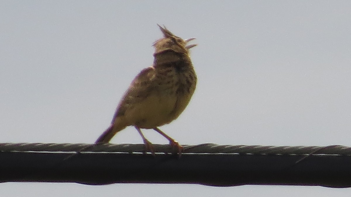 eBird Checklist - 27 May 2019 - Foz de Fago - 12 species