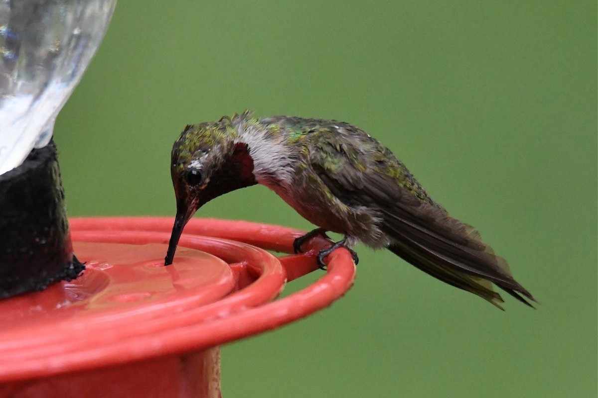 Broad-tailed Hummingbird - ML166430041