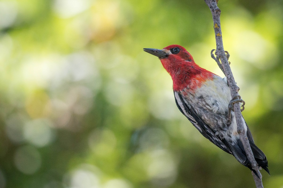 Red-breasted Sapsucker - ML166432171