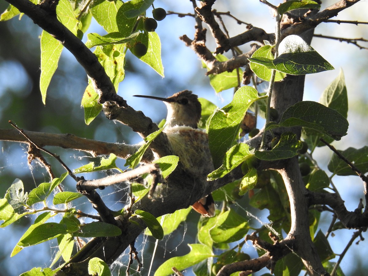Black-chinned Hummingbird - ML166433171