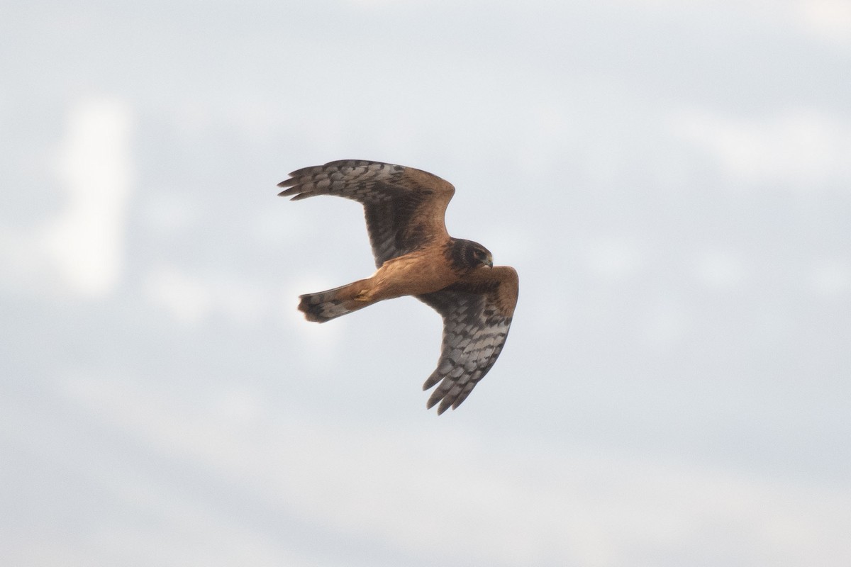 Northern Harrier - Andrew Newmark