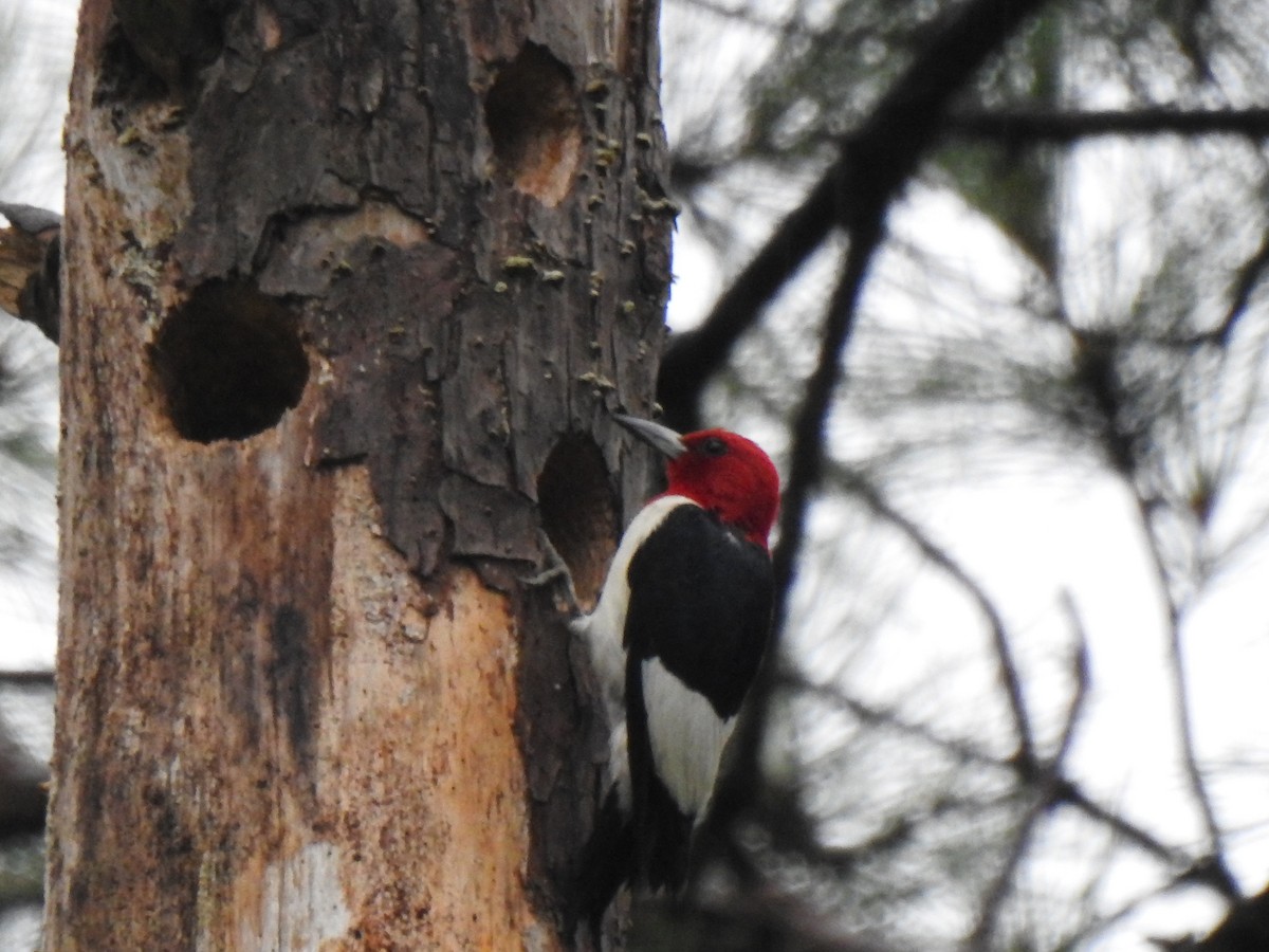 Red-headed Woodpecker - ML166438871