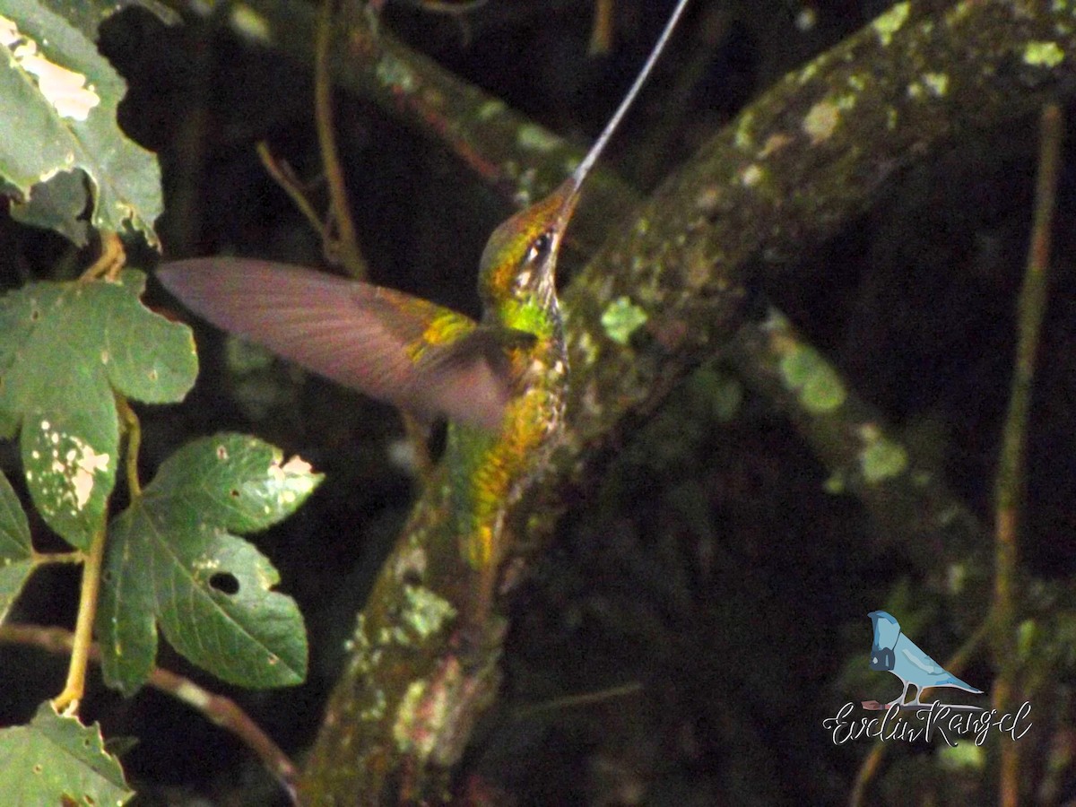 Sword-billed Hummingbird - BARIKI BIRDING CUCUTA