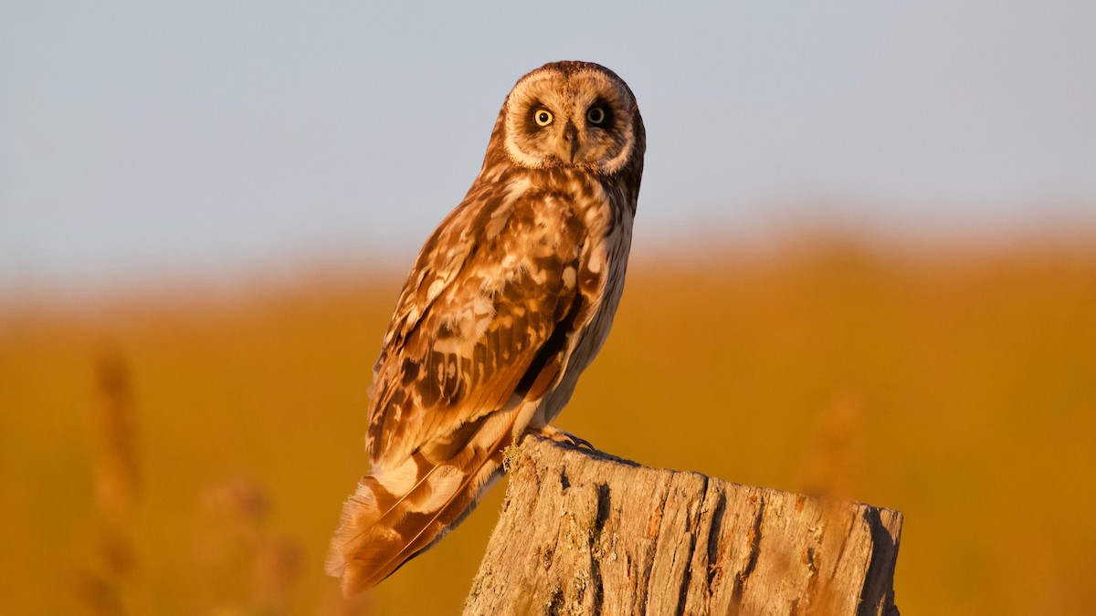 Short-eared Owl (Hawaiian) - ML166441631