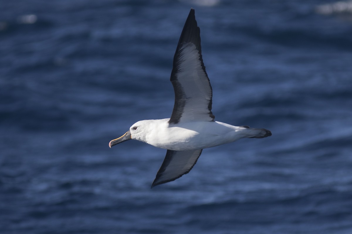 Indian Yellow-nosed Albatross - Bryce Robinson