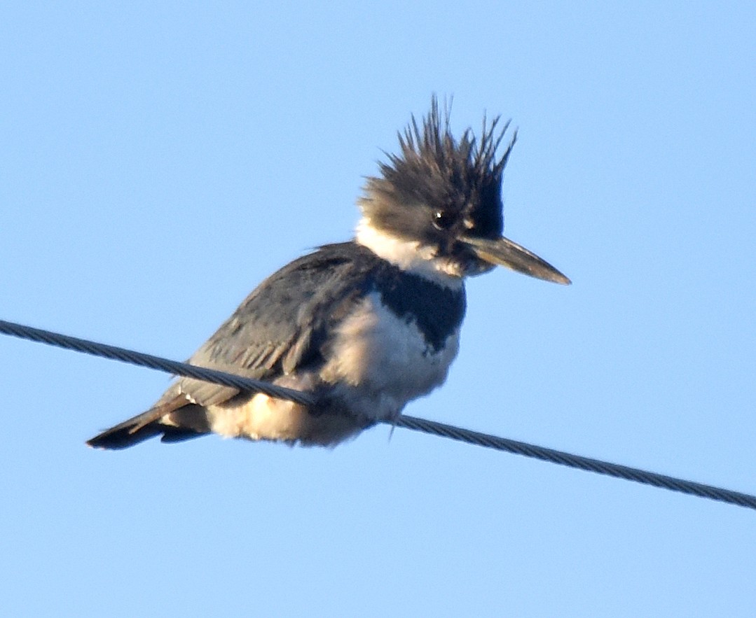 Belted Kingfisher - ML166446411