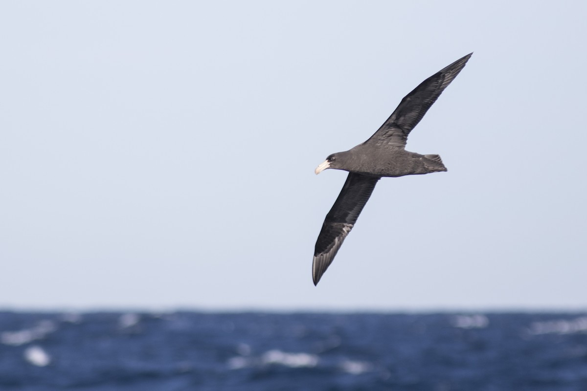 Northern Giant-Petrel - Bryce Robinson