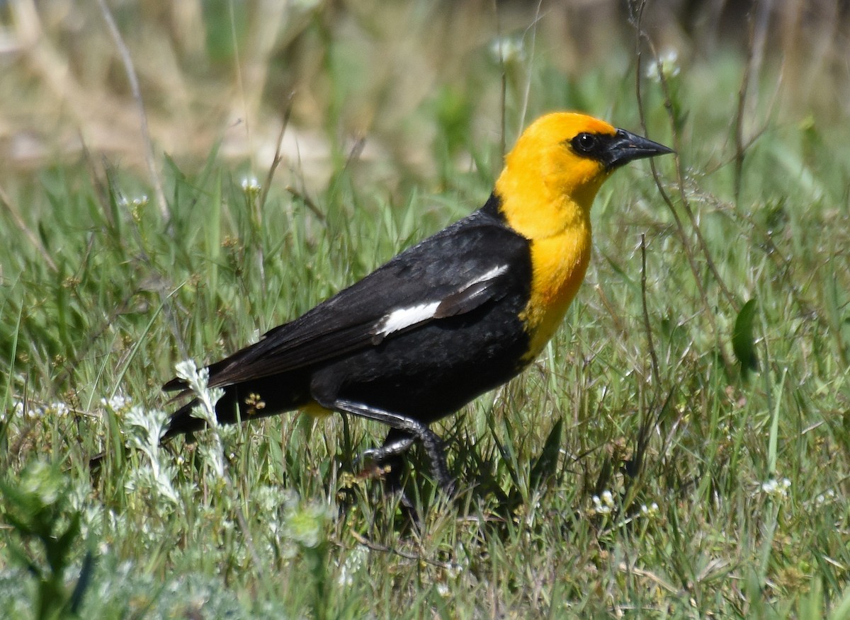 Yellow-headed Blackbird - ML166453181