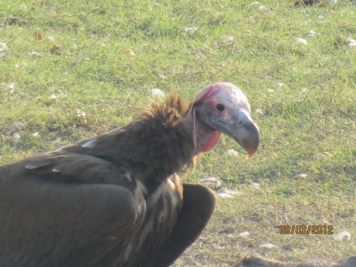 Lappet-faced Vulture - Leon Hickok