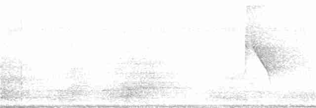 Kara Gerdanlı Karıncakuşu - ML166459751