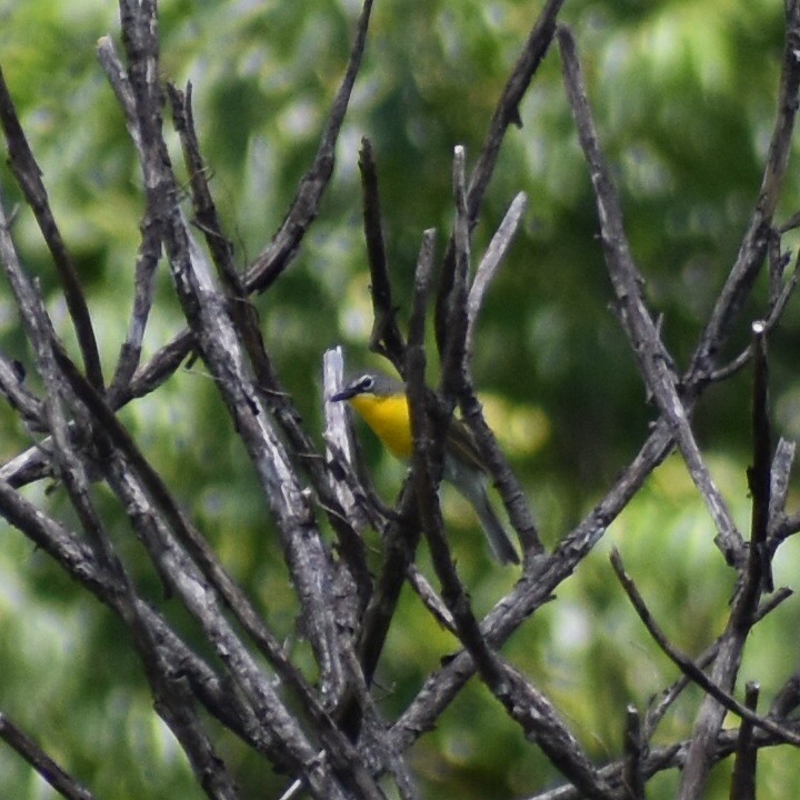 Yellow-breasted Chat - ML166461561