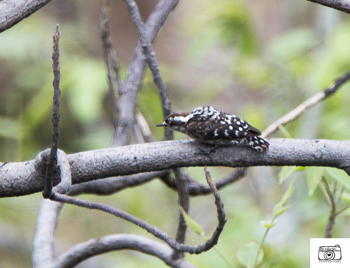 Brown-capped Pygmy Woodpecker - ML166462471
