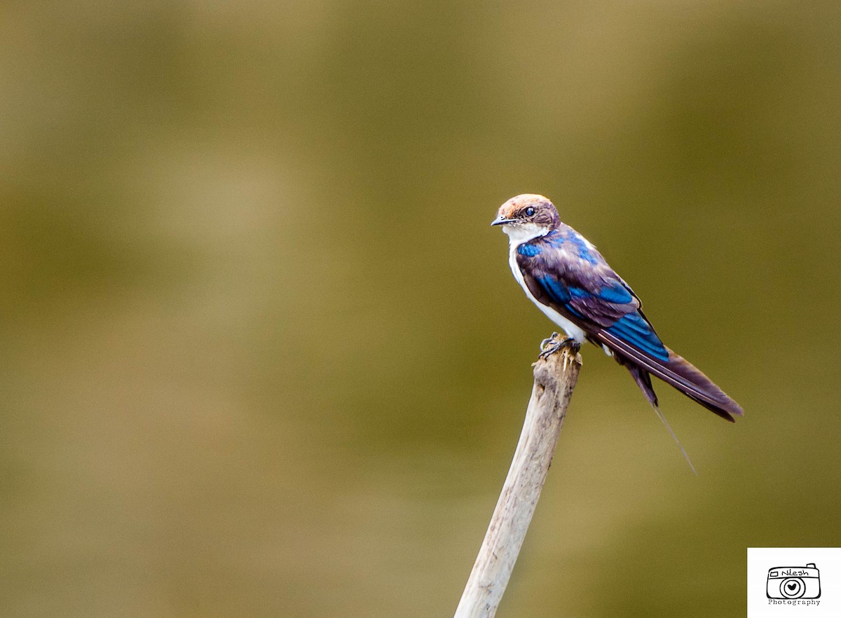 Red-rumped Swallow - ML166462621